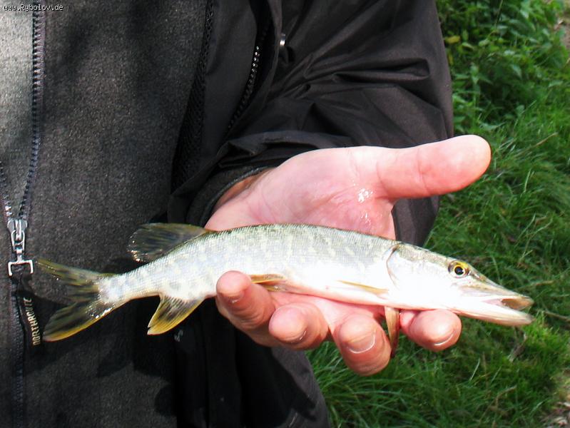 --"wobbler? ..��-�-�.." - ������� (����������)