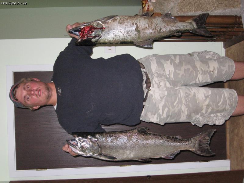 --Salmon -  ()