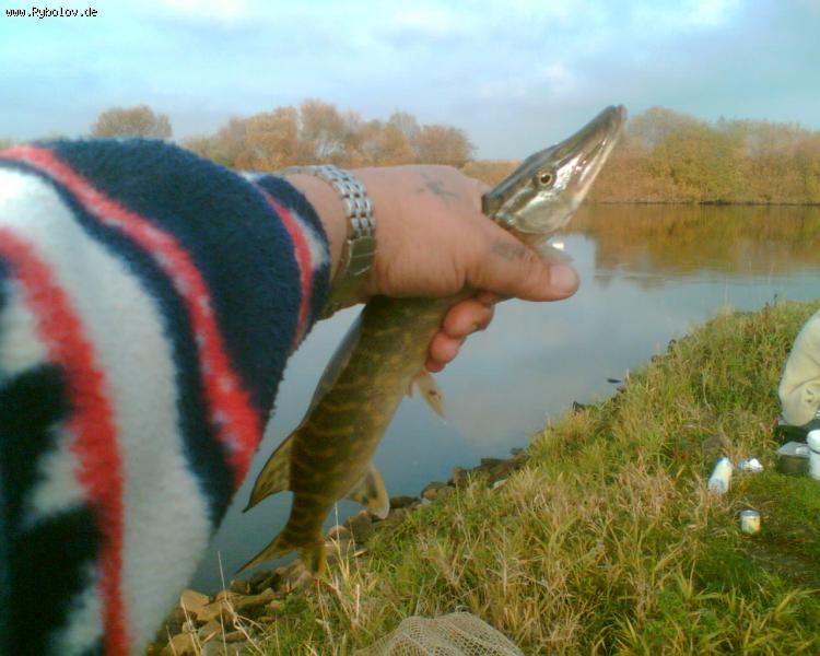 --щурёнок - рыбалка (фотоальбом)