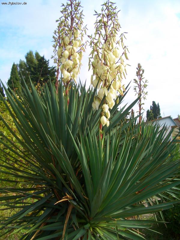 --:������ �������: - ������� (����������)