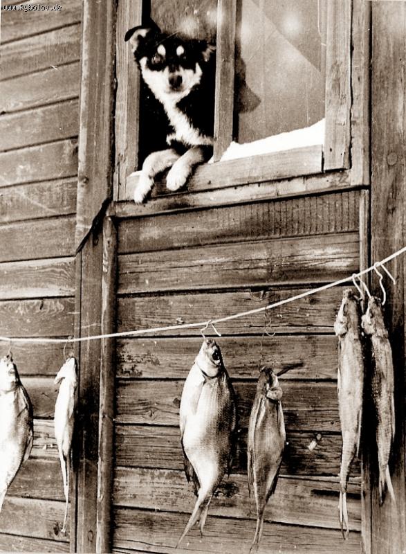 --���������. - ������� (����������)