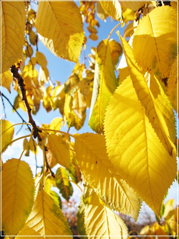 --����� ���� - ������ ���� - ������� (����������)