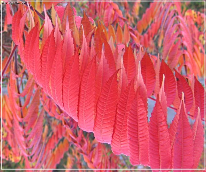 --������� �����. - ������� (����������)