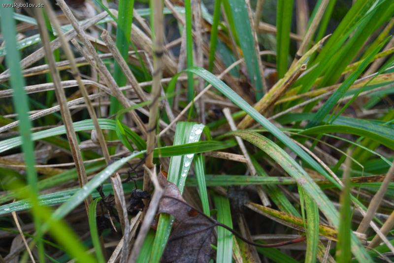 --����. - ������� (����������)