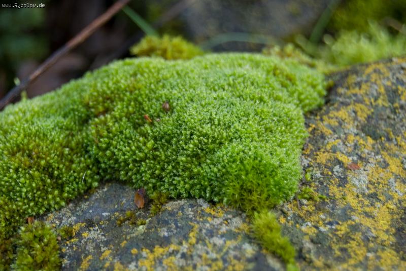 --������ ���. - ������� (����������)