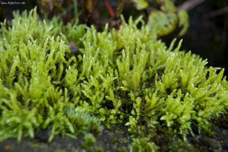 --������ ���. - ������� (����������)