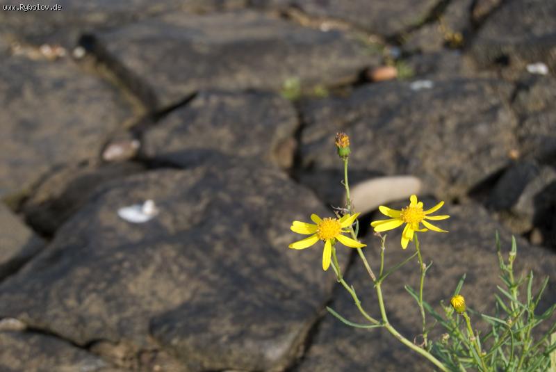 --Одинокий цветок. - рыбалка (фотоальбом)