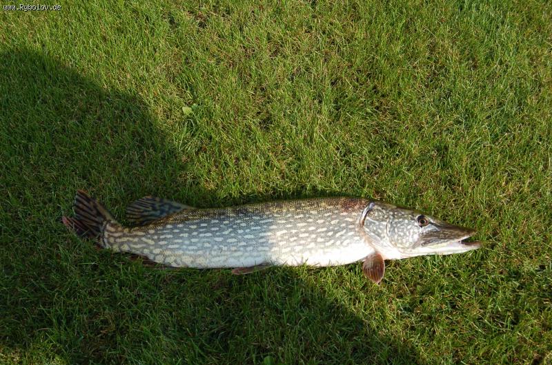 --hecht - ������� (����������)