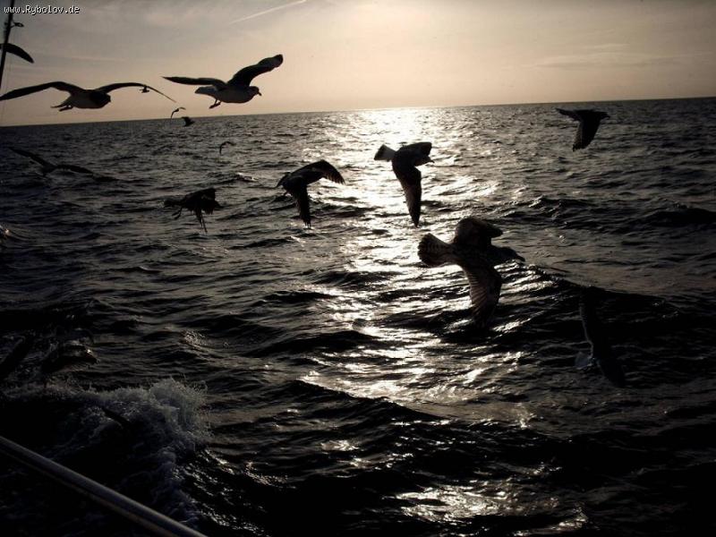 --Nordsee - ������� (����������)