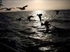 Nordsee -  ()
