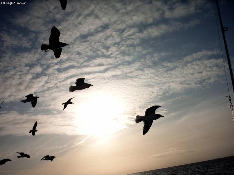 --Utro - ������� (����������)