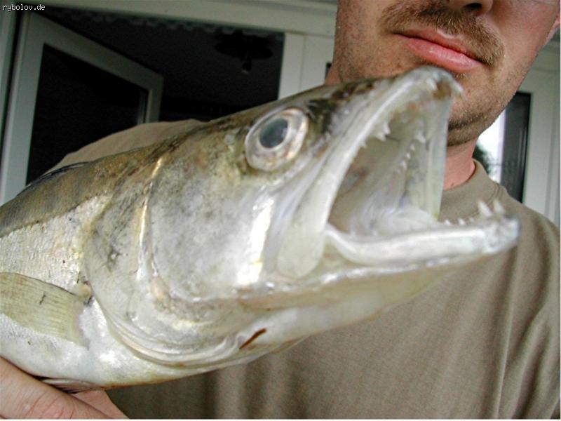 --������� � ����� - ������� (����������)