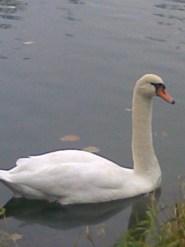 --xxx - ������� (����������)