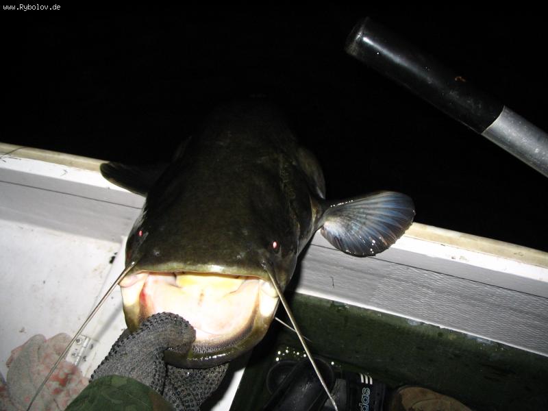 --Somik 115 cm. -  ()