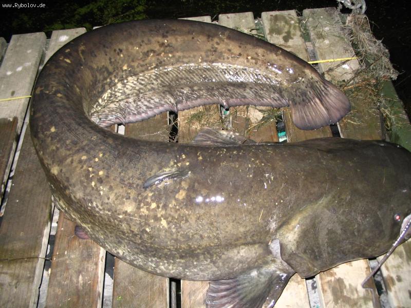 --Som 180 cm. - ������� (����������)