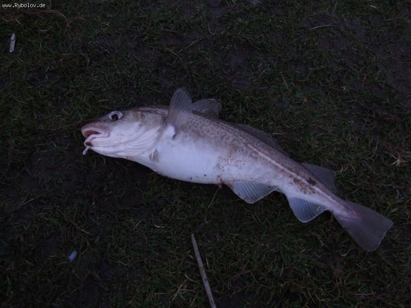 --Po4ti sochla. - ������� (����������)