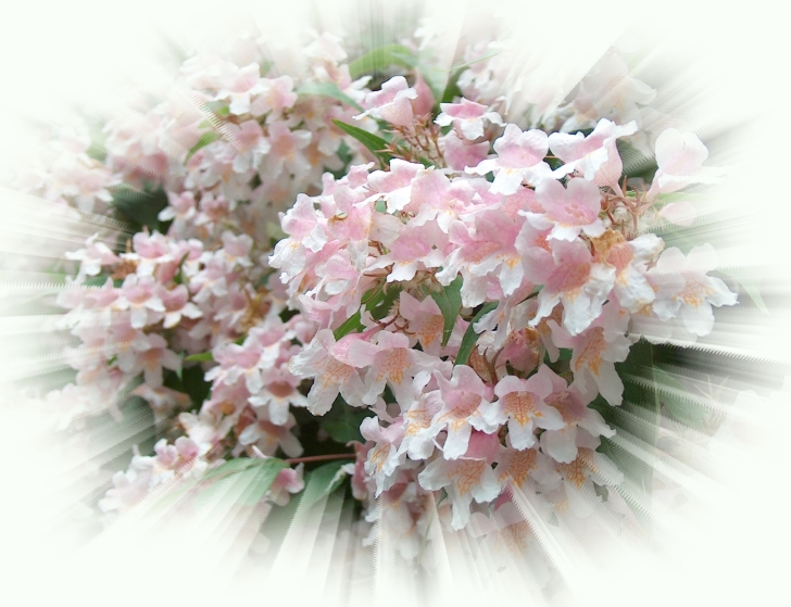 --��� ��������. - ������� (����������)