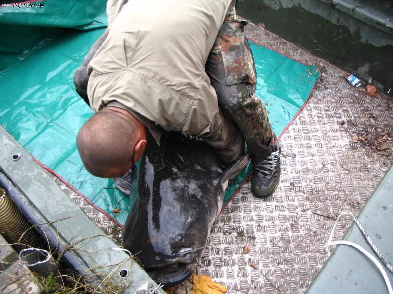 --Über 70 kg. - ������� (����������)