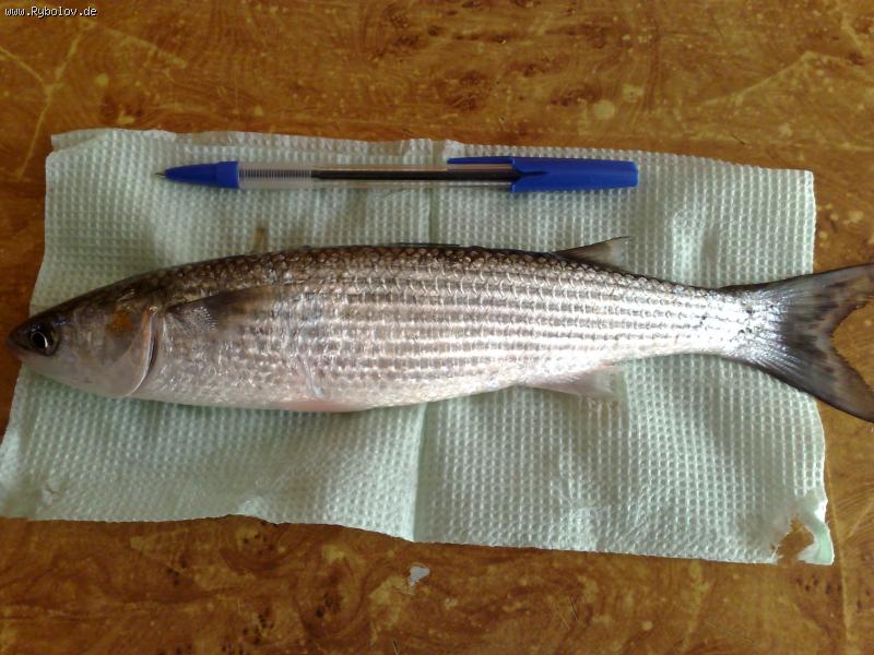 --��� �� ����? - ������� (����������)