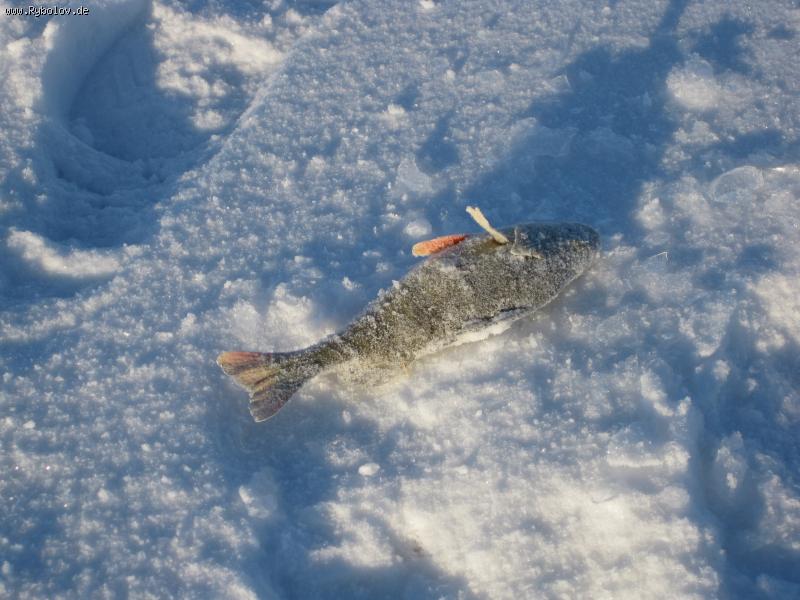 --����� - ������� (����������)