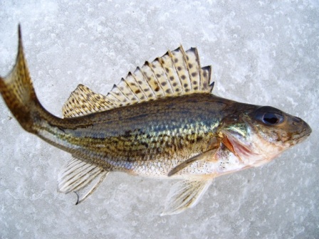 --����� ����� - ������� (����������)