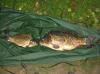 Шатурские карпики 2 и 5 кг - рыбалка (фотоальбом)