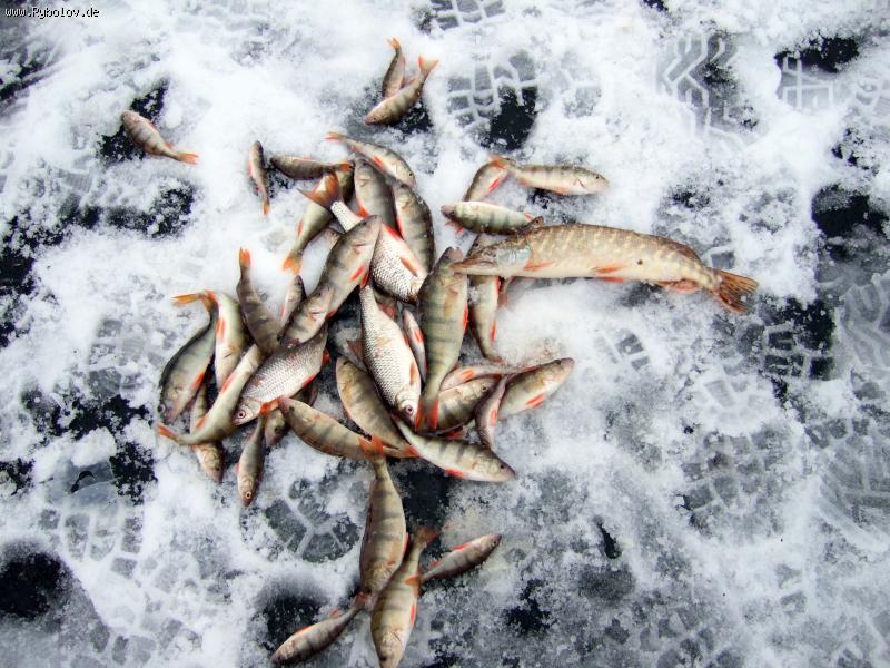 --Едерзее 17.01.2009 - рыбалка (фотоальбом)