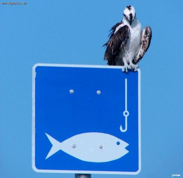 --��� ��� �� ������ �������? - ������� (����������)