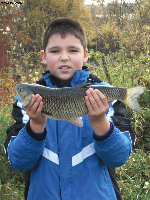 --Döbel - ������� (����������)