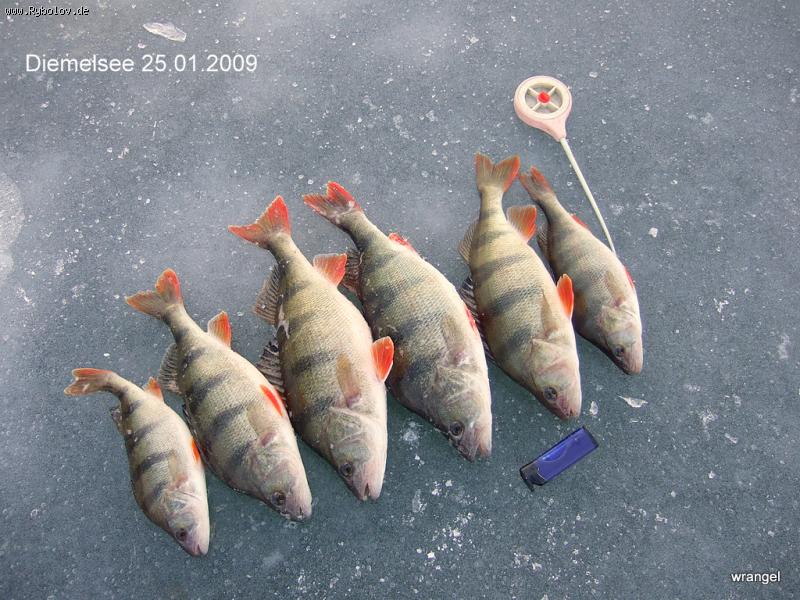 --Diemelsee 25.01.2009 - ������� (����������)
