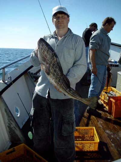 --Tiger- Dorsch -  ()