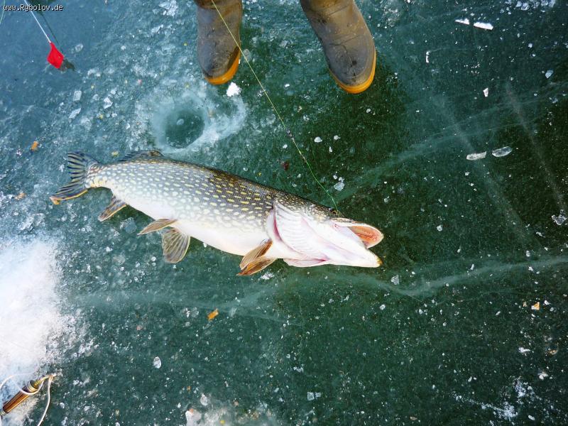 --���� �� ����. - ������� (����������)