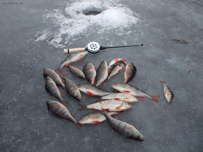 --07.02.2009 Bleiloch - ������� (����������)
