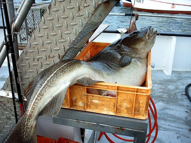 --  22kg. - ������� (����������)