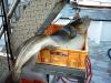   22kg. -  ()