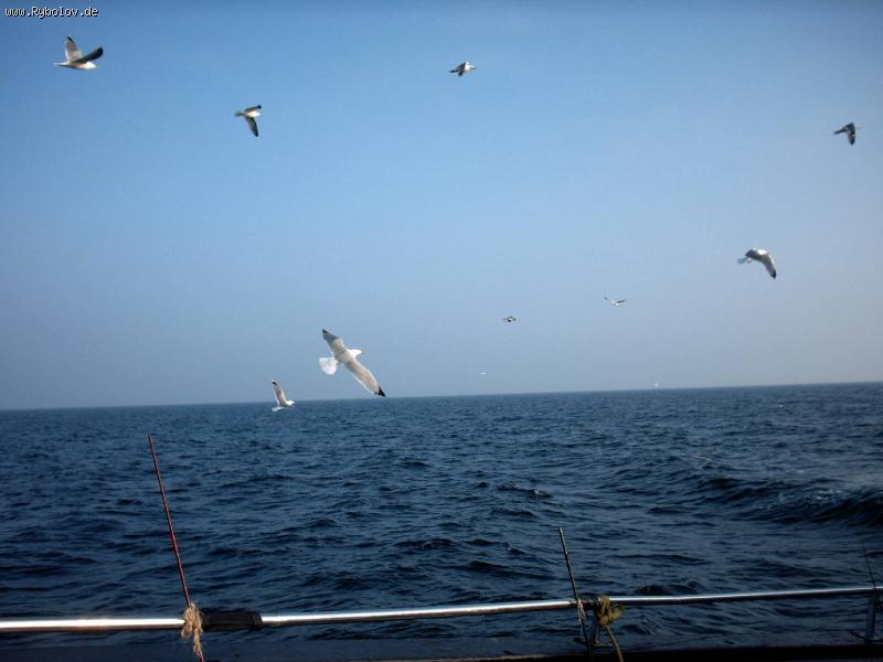 --   Ostsee.11.02.09. -  ()