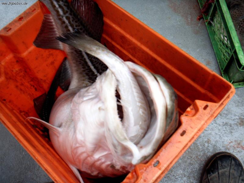 --  Dorsch - ������� (����������)