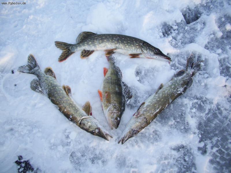 --Auwaldsee - ������� (����������)