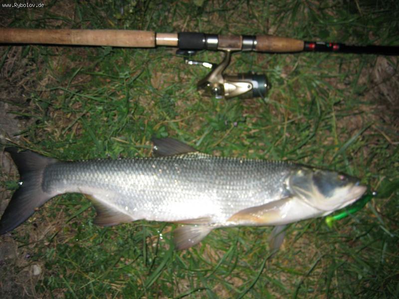 --Rapfen - ������� (����������)