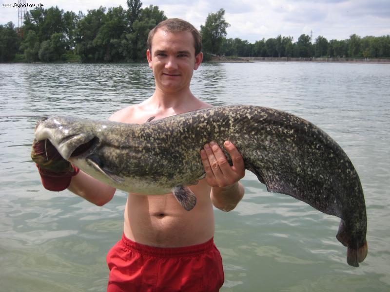 --Wels - ������� (����������)