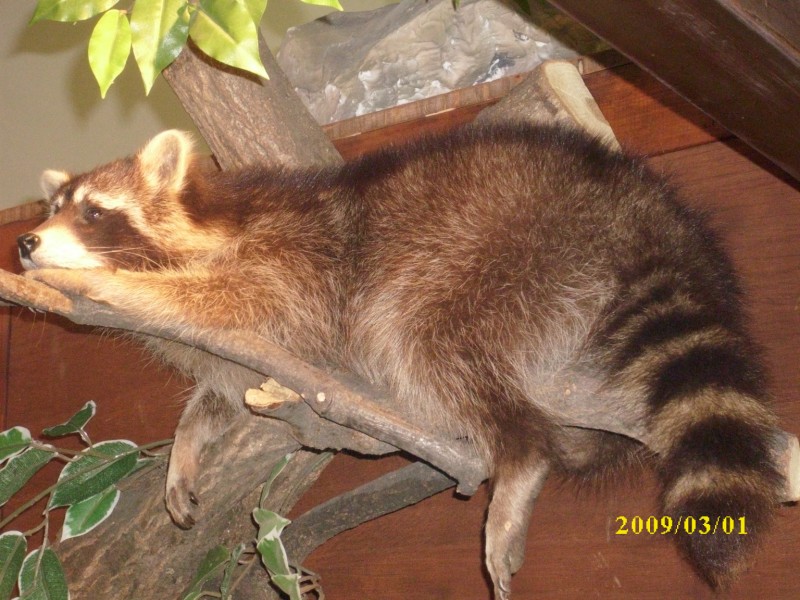 --messa in Salzburg-Awstrija. - ������� (����������)