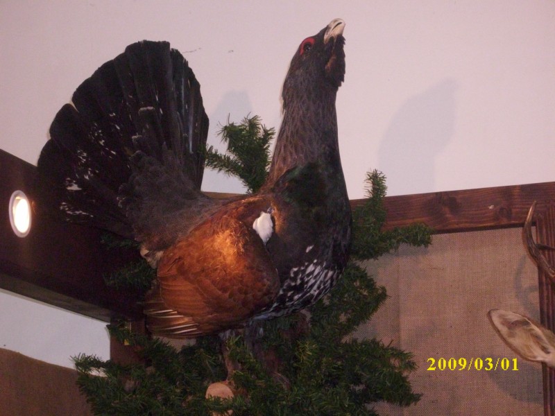 --messa in Salzburg-Awstrija. - ������� (����������)