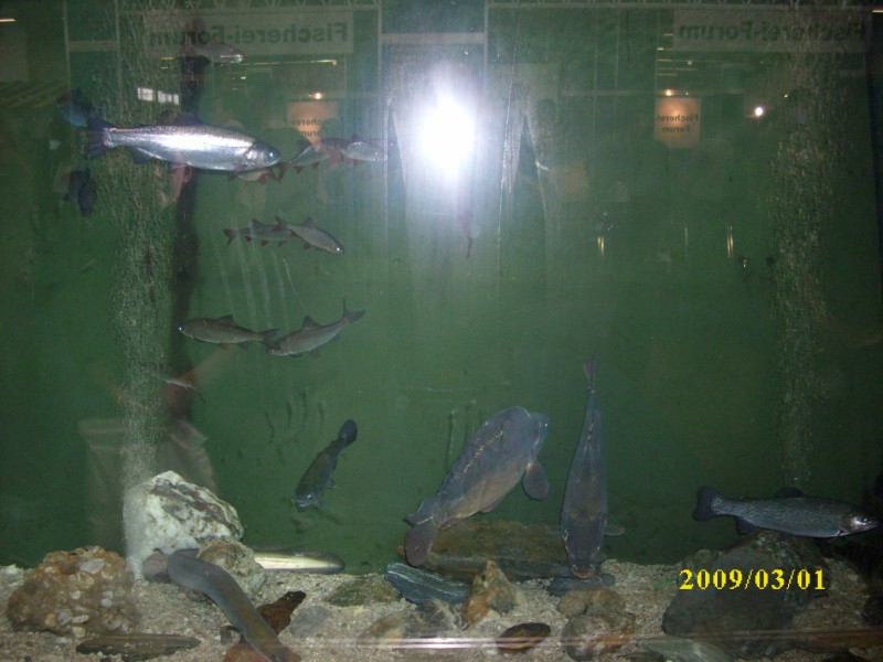 --messa in Salzburg-Awstrija. - ������� (����������)