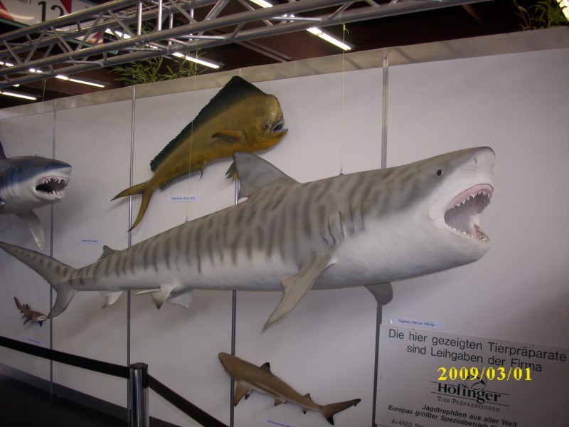 --messa in Salzburg-Awstrija. - ������� (����������)