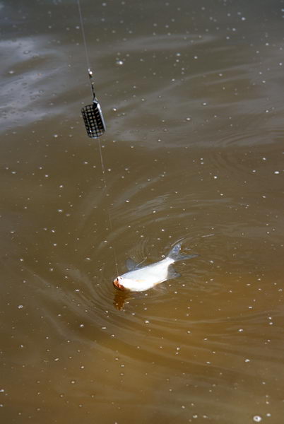 --���������� - ������� (����������)