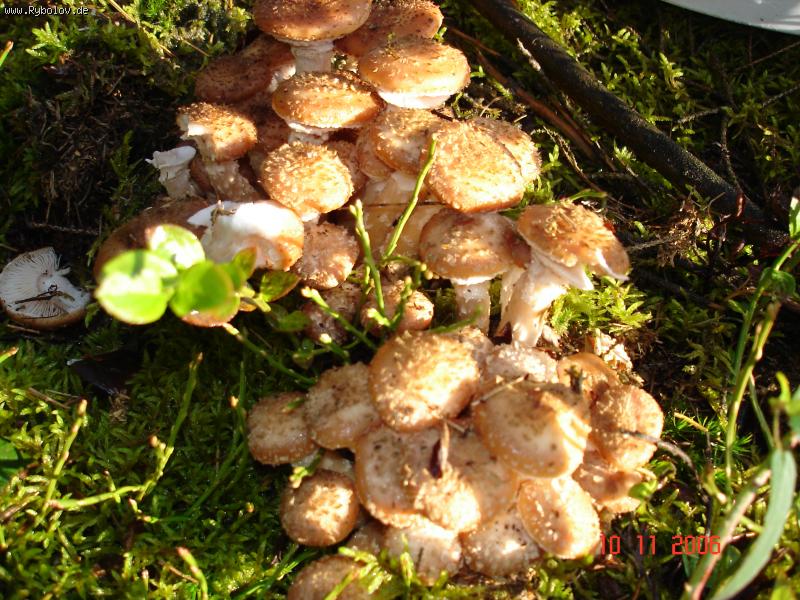 --������ - ������� (����������)