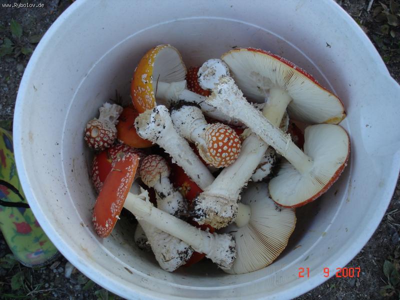 --����������� - ������� (����������)