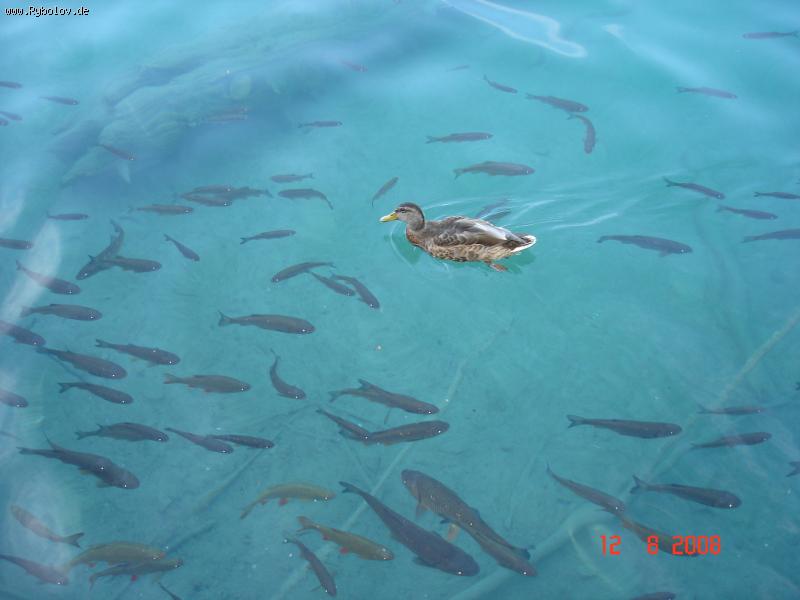 --������� - ������� (����������)