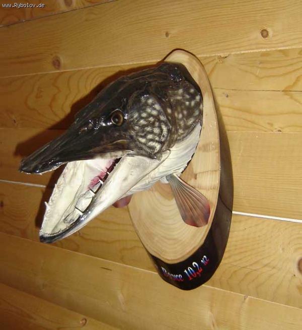 --�������� ������ - ������� (����������)