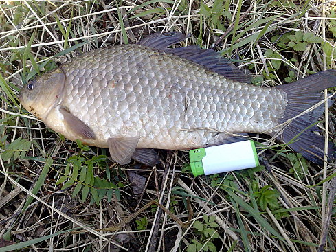 --���������� - ������� (����������)